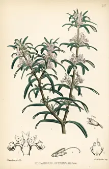 Herbal Prints: Rosemary, Rosmarinus officinalis