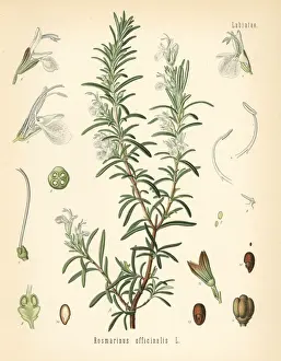 Rosemary, Rosmarinus officinalis