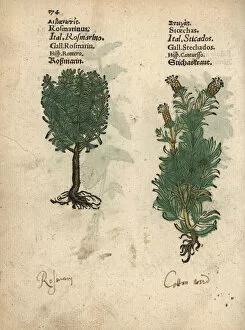 Officinalis Gallery: Rosemary, Rosmarinus officinalis, and French