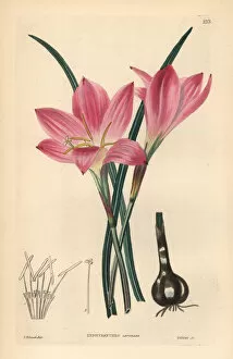 Weddell Collection: Rosepink zephyr lily or pink rain lily, Zephyranthes
