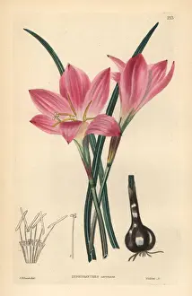 Dalton Prints: Rosepink zephyr lily or pink rain lily, Zephyranthes