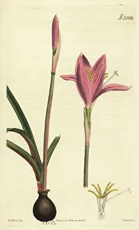 Weddell Prints: Rosepink zephyr lily, Zephyranthes carinata