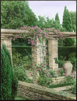 Wold Prints: Roses in the garden at Abbotswood, Gloucestershire