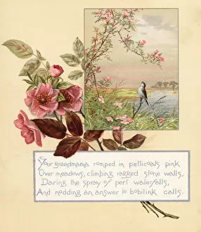 Bailey Gallery: Roses, Rosa canina, with landscape and song bird