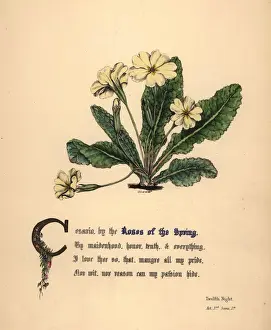 Roses of the Spring, Twelfth Night