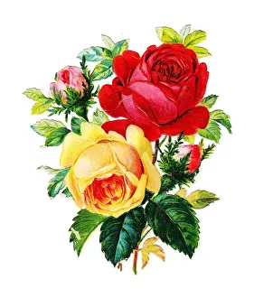 Roses on a Victorian scrap