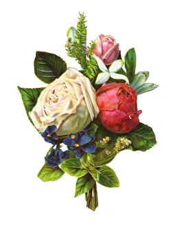 Roses on a Victorian scrap Roses on a Victorian scrap