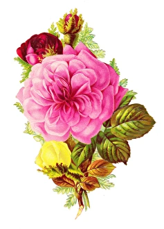 Images Dated 13th November 2015: Roses on a Victorian scrap
