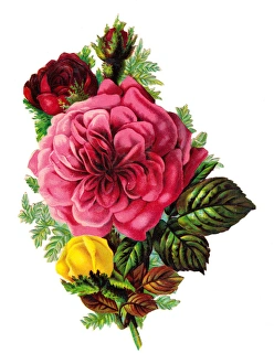 Images Dated 13th November 2015: Roses on a Victorian scrap