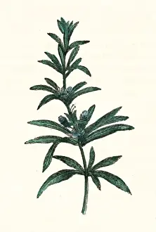 Rosemary Prints: Rosmarinus Officinalis