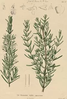 Labiatae Collection: Rosmarinus rigidus, rosemary