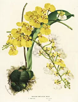 Majus Collection: Rossioglossum ampliatum orchid