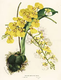 Oncidium Prints: Rossioglossum ampliatum orchid