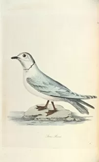 Seabird Gallery: Rosss Gull