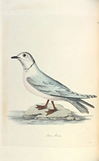 Seabird Gallery: Rosss Gull