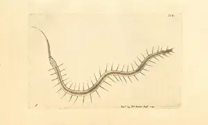 Rostrated nais, Nais proboscidea