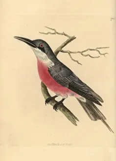 Rosy bee eater, Merops malimbicus