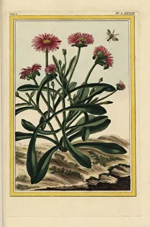 Rosy Collection: Rosy dewplant, Lampranthus roseus