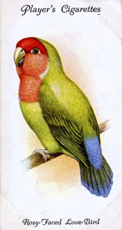 Rosy Collection: Rosy-Faced or Peach-Faced Love-Bird