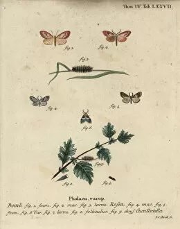 Abbildungen Gallery: Rosy footman and short-cloaked moth