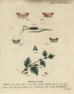 Christoph Collection: Rosy footman and short-cloaked moth