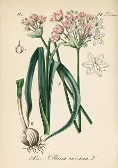 Allium Gallery: Rosy garlic, Allium roseum
