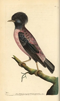Rosy Collection: Rosy starling, Sturnus roseus