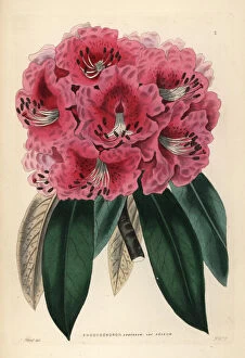 Lindley Collection: Rosy tree rhododendron, Rhododendron arboreum var. roseum