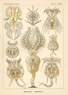 Protozoa Collection: Rotatoria protozoa species