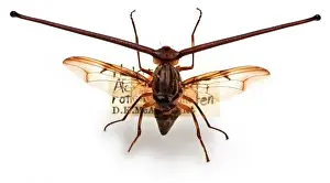 Diptera Prints: Rothschild fly