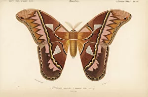 Attacus Collection: Rothschildia aurota moth (Attacus aurota)