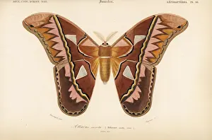 Dorbigny Prints: Rothschildia aurota moth (Attacus aurota)