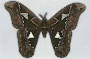 Panama Prints: Rothschildia orizaba