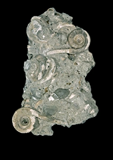 Annelid Gallery: Rotularia bognori, tube of polychaete worm