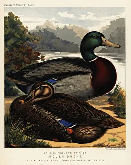 Anas Collection: Rouen ducks