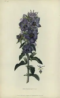 Richardmorris Prints: Rough bellflower, Campanula peregrina