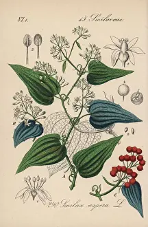 Rough bindweed, Smilax aspera