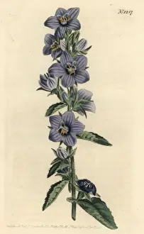 Peregrina Prints: Rough-leaved bellflower, Campanula peregrina