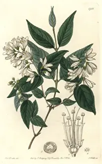 Rough-leaved deutzia, Deutzia scabra