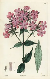Rough-leaved lychnidea, Phlox scabra