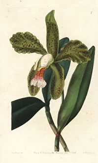 Edwards Gallery: Rough-lipped cattleya, Cattleya granulosa