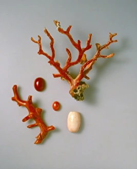 Polyp Gallery: Rough and polished coral specimens