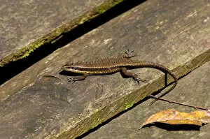Temperature Collection: Rough-scaled Brown Skink basking on planks of a