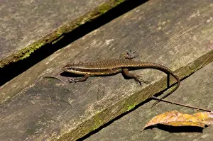 Temperature Prints: Rough-scaled Brown Skink basking on planks of a