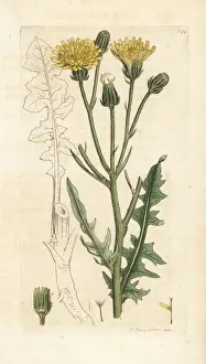 Hawkweed Prints: Rough succory hawkweed, Crepis biennis