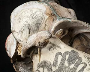 Black Background Collection: Rough-toothed dolphin skull with ink scrimshaw