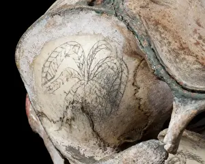 Rough-toothed dolphin skull with ink scrimshaw