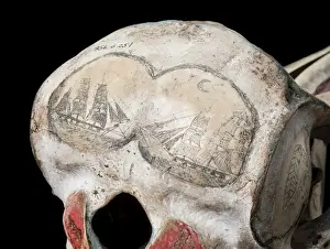 Rough-toothed dolphin skull with ink scrimshaw