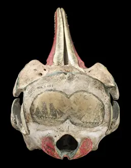 Rough-toothed dolphin skull with ink scrimshaw