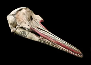 Rough-toothed dolphin skull with ink scrimshaw